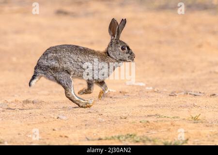 Il coniglio europeo selvatico (Oryctolagus cuniculus) o Coney è una specie di coniglio originario della penisola iberica. È stato ampiamente introdotto altrove. Foto Stock