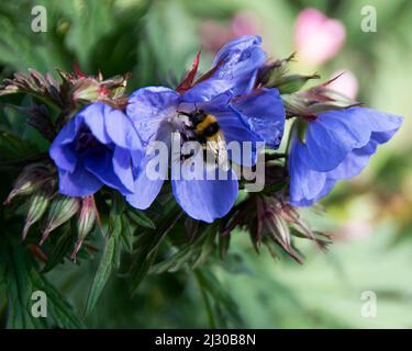 Bumblebee regina su Geranium pratense 'Viola Haze' Foto Stock