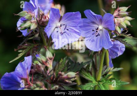 Geranium pratense " Purple Haze' Foto Stock