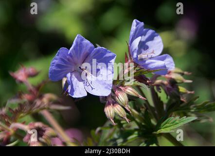 Geranio Pratense 'Viola Haze' Foto Stock