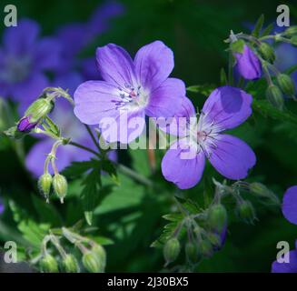 Geranio silvatico ‘Mayflower’ Foto Stock