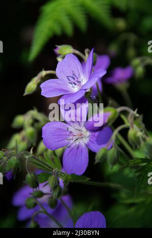 Geranio silvatico ‘Mayflower’ Foto Stock