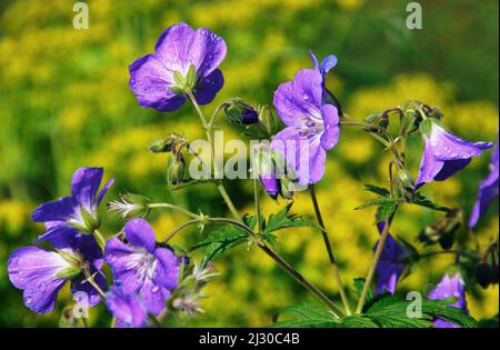 Geranium sylvaticum 'Mayflower' Foto Stock