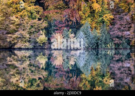 Alberi autunnali e riflessi nella Wesslinger See, Wessling, alta Baviera, Baviera, Germania, Europa Foto Stock