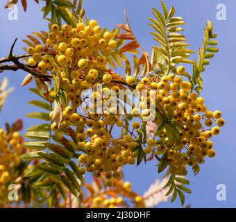 Sorbus 'Giuseppe Rock' Foto Stock