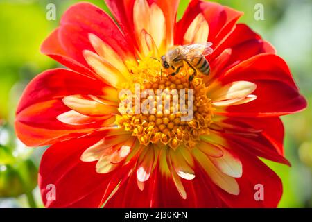 Primo piano di un Honeybee su un rosso Collarette Dahlia Foto Stock