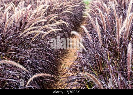 L'erba della fontana viola (pennisetum setaceum rubrum), un'erba tollerante della siccità popolare che forma un grumo ordinato e denso delle lame del maroon del purplish sormontato w Foto Stock