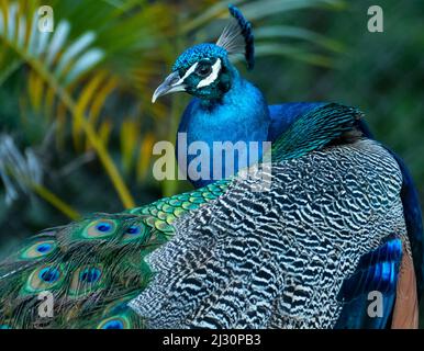 Un primo piano di un colorato maschio Peafowl. Immagine Peacock. Foto Stock