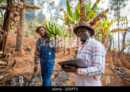 Due contadini africani in campo mentre lavorano, uno con un mazzo di plantani e l'altro con una tavoletta. Lavoro in Africa nel settore agricolo Foto Stock