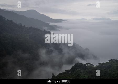 La foresta pluviale ecuadoriana nelle Ande, questa natura incontaminata è un ecosistema importante che fornisce habitat per molte specie. Foto Stock