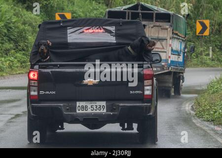 Un camion nella provincia di El Oro, Ecuador con due cani rottweiler che sbucciano dalla parte posteriore mentre guida lungo la strada in condizioni di pioggia. Foto Stock