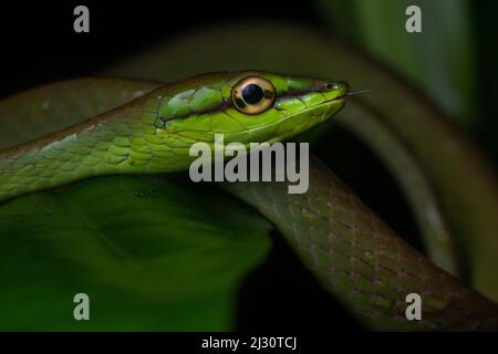 Oxybelis breirostris, serpente di vite di cope, dalla foresta pluviale ecuadoriana nella provincia di El Oro, Ecuador, Sud America.
