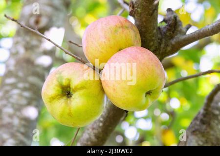 Mele mature sulla struttura ad albero Foto Stock