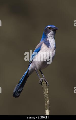 Western Scrub Jay (Aphelocoma californica) arroccato su un ramo asciutto. Questo jay mostra una posizione molto orgogliosa, boisterous, cheeky. Foto Stock