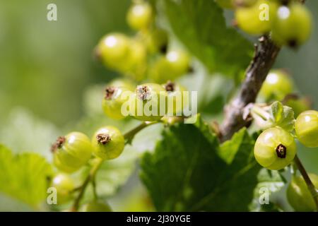 Whitecurrants, Ribes rubrum Foto Stock
