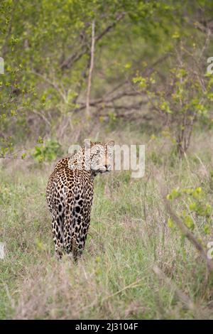 leopardo africano maschio nel cespuglio in Sabi Sands Game Reserve, Sudafrica Foto Stock