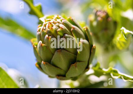 Carciofo, Cynara cardunculus, florescenza germogliante Foto Stock