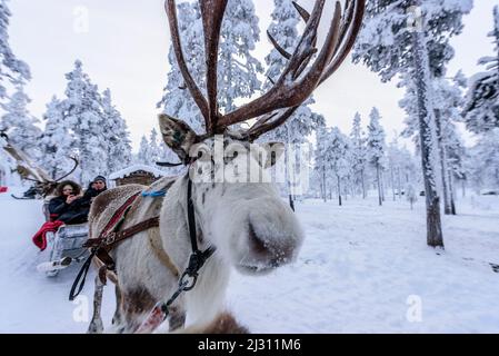 Tour delle renne per turisti a Levi, Finlandia Foto Stock