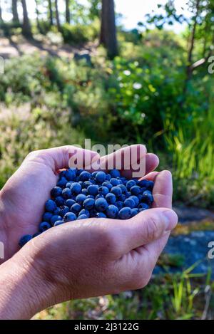 Mirtilli appena raccolti nel finlandese Lake District, Finlandia Foto Stock