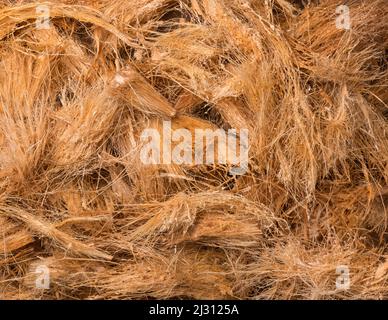 fibra o cocco di buccia di cocco, fibra naturale commercialmente importante estratta dalla buccia esterna della frutta di cocco, presa dall'alto, tessuto di fondo Foto Stock