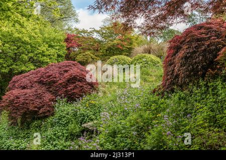 Acer Glade presso la Casa del giardino, Yelverton, Devon, Inghilterra Foto Stock