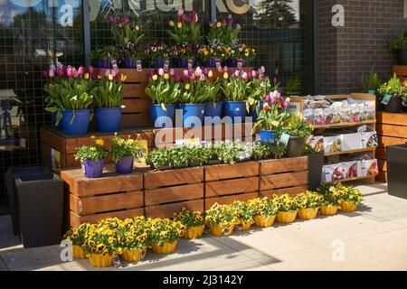 Mostra di tulipani in vaso, pantere e altri fiori primaverili e pacchetti di semi in vendita all'esterno di un negozio a Vancouver, BC, Canada Foto Stock