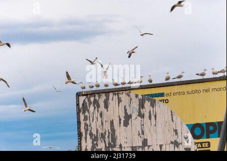 Fila di gabbiani posta su un cartello pubblicitario nei pressi di Molfetta in Puglia Foto Stock