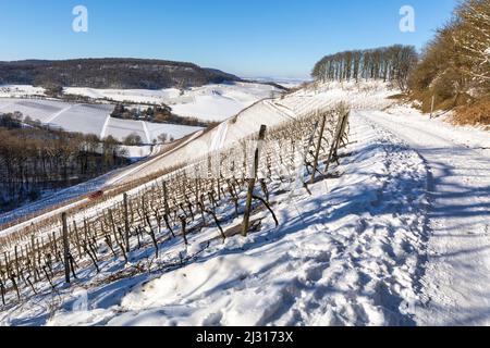 Inverno nei vigneti di Castell, bassa Franconia, Franconia, Baviera, Germania, Europa Foto Stock
