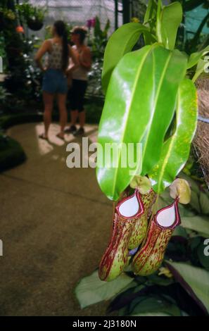 Impianti di caraffa (Nepenthes sp.) nel Consevatory, Flecker Botanic Gardens, Cairns, Queensland, Australia. Nessun MR Foto Stock