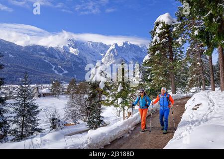 Escursioni uomo e donna su sentieri escursionistici sgomberati attraverso la foresta innevata, montagne Wetterstein sullo sfondo, Kramerplateauweg, Garmisch, Alpi Ammergau, Werdenfelser Land, Baviera superiore, Baviera, Germania Foto Stock