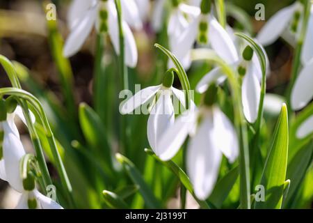 Gocce di neve in fiore, Galanthus elwesii Foto Stock