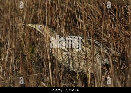 Un raro Bittern, Botaurus stellaris, camminando attraverso le canne che crescono ai margini di un lago di caccia al cibo. Foto Stock