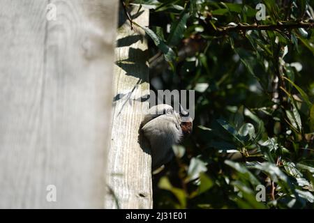 Un'immagine di messa a fuoco superficiale verticale di un piccolo uccello della Casa Sparrow seduto sul legno sotto l'albero Foto Stock