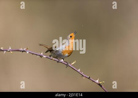 Rapina europea Erithacus rubecula, adulto arroccato su canne rosa, in procinto di prendere il volo, Suffolk, Inghilterra, aprile Foto Stock