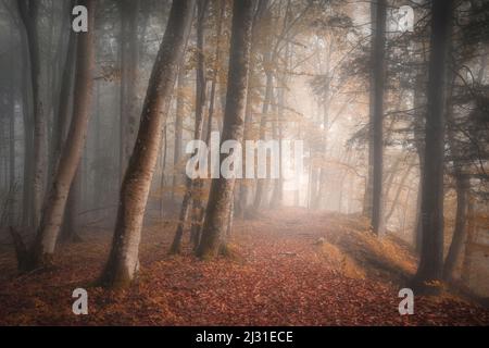 Foresta di faggio rosso nel mese di novembre, Baviera, Germania Foto Stock