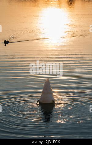 Diving cigno sul fiume alla luce del sole di tramonto. Foto Stock