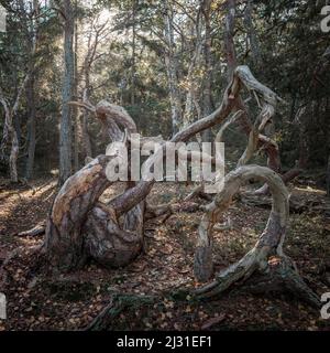 Alberi a forma di vento nella foresta di Trollskogen sull'isola di Öland, nella Svezia orientale Foto Stock