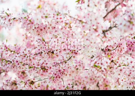 Ciliegio fiore, Seepark, Friburgo in Breisgau, Foresta Nera, Baden-Württemberg, Germania Foto Stock