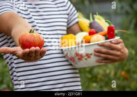 Ortaggi biologici. Gli agricoltori hanno a disposizione verdure appena raccolte. Pomodoro. Messa a fuoco selettiva Foto Stock