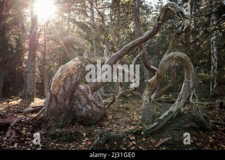 Alberi a forma di vento nella foresta di Trollskogen sull'isola di Öland, nella Svezia orientale Foto Stock