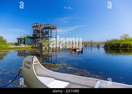 Point Pelee National Park, Marsh Board Walk, Lookout Tower, canoisti Foto Stock
