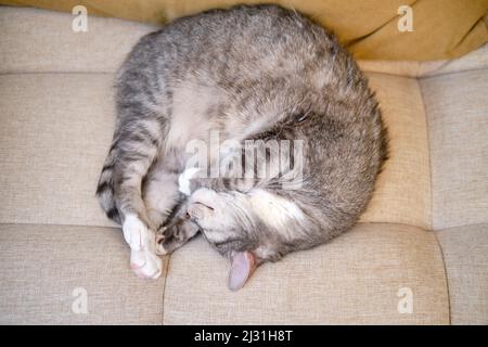 Un grande gatto grigio del tabby dorme su un divano beige con cuscini gialli. Un animale domestico dorme con gli occhi chiusi sul letto Foto Stock