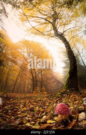 Autunno foresta vicino Heringen, Hesse, Germania Foto Stock