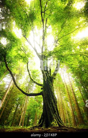 Un grande albero nel mezzo della foresta in Turingia Foto Stock