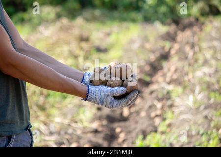 Raccolta di patate. Buon raccolto. Il coltivatore tiene le patate nelle sue mani. Fuoco selettivo Foto Stock