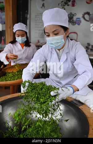 Ankang, provincia cinese di Shaanxi. 4th Apr 2022. I tecnici elaborano le foglie di tè nella contea di Pingli, nella provincia di Shaanxi della Cina nord-occidentale, il 4 aprile 2022. Sulla base della sua lunga storia e della ricca cultura del tè, il governo locale della contea di Pingli ha intensificato gli sforzi per potenziare l'industria del tè negli ultimi anni. Circa 100.000 locali sono stati impegnati in questo fiorente business. Credit: Tao Ming/Xinhua/Alamy Live News Foto Stock