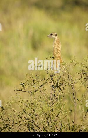 Meerkat in piedi in cima al branche. (Suricata suricatta) Kalahari, Kgalagadi Transfrontier Park, Sudafrica Foto Stock