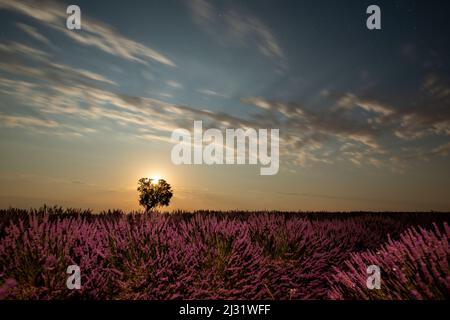 Campi di lavanda in piena fioritura sotto una luna piena nell'altopiano di Valensole con albero maturo in piedi da solo. Foto Stock