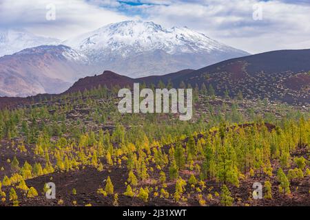 Pini delle Canarie (Pinus canariensis), Mirador de Chio, Parco Nazionale del Teide, Tenerife, Isole Canarie, Spagna, Europa Foto Stock