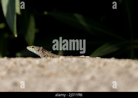 FemaleMaltese Wall Lizard, o Filfola Lizard, Podarcis filfolensis crogiolando al sole su una roccia calcarea nella campagna maltese, Malta Foto Stock